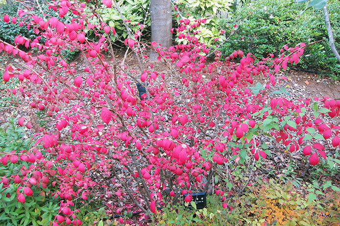 浜松町第一クリニック　大宮院　紅葉1