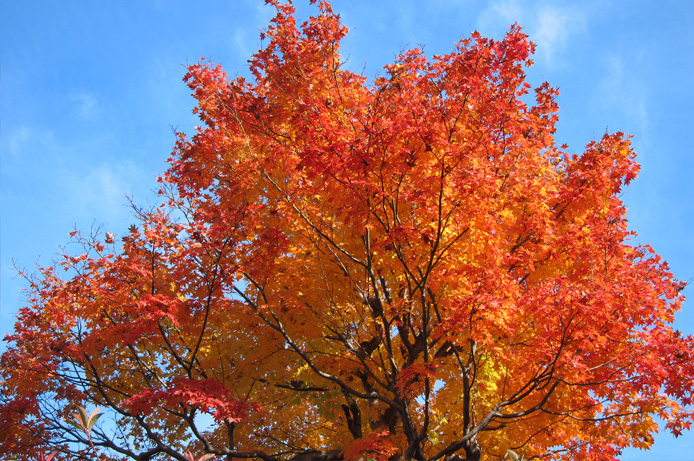 浜松町第一クリニック　大宮院　紅葉と青空