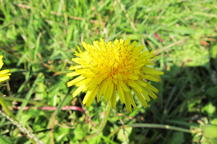 浜松町第一クリニック　大宮院　花