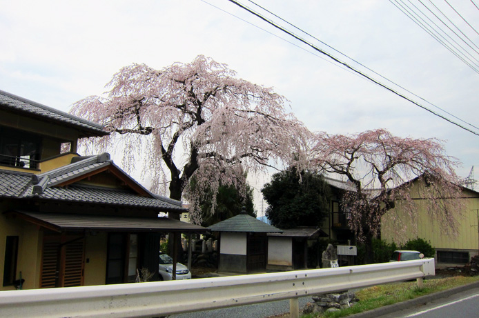 浜松町第一クリニック　大宮院　桜