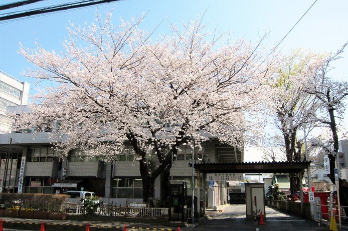 浜松町第一クリニック　大宮院　桜2