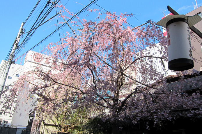 浜松町第一クリニック　大宮院　桜3